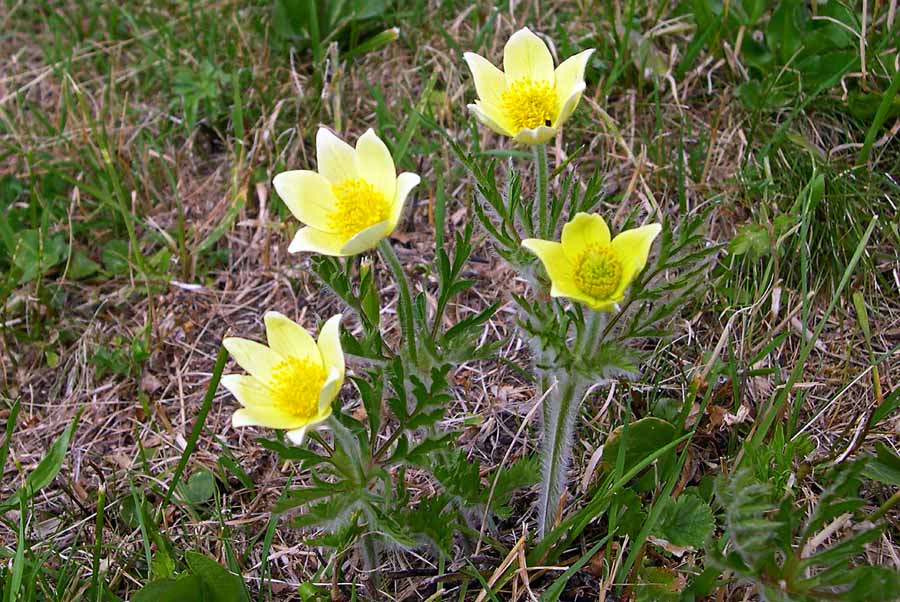 Pulsatilla alpina subsp. apiifolia